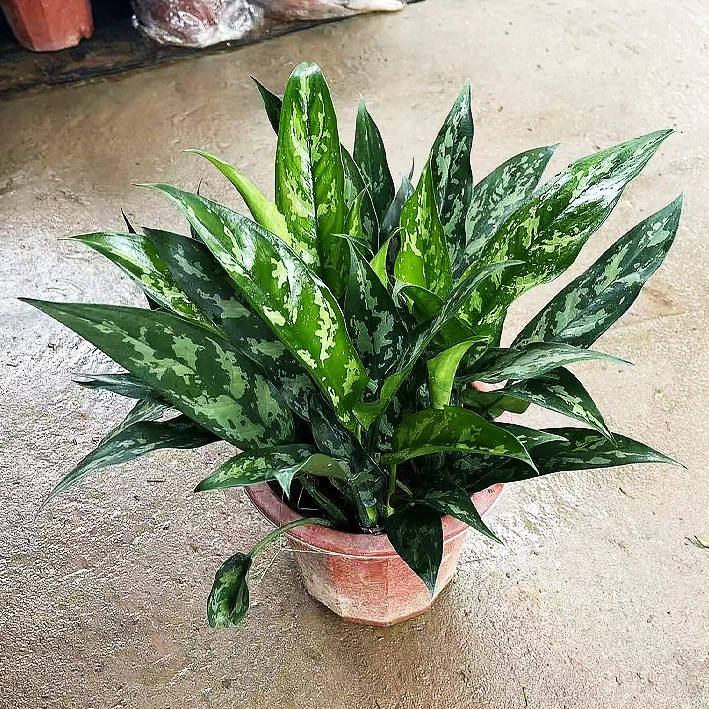 Aglaonema 'Malay Beauty'