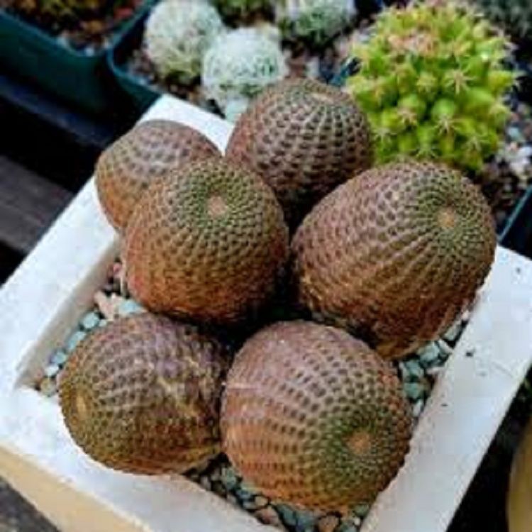 Echinopsis Famatinensis suppliers