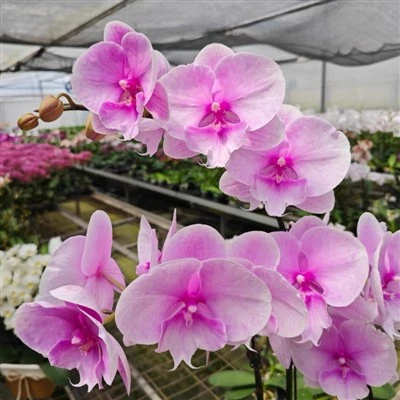 product-400-400 Phalaenopsis Aphrodite